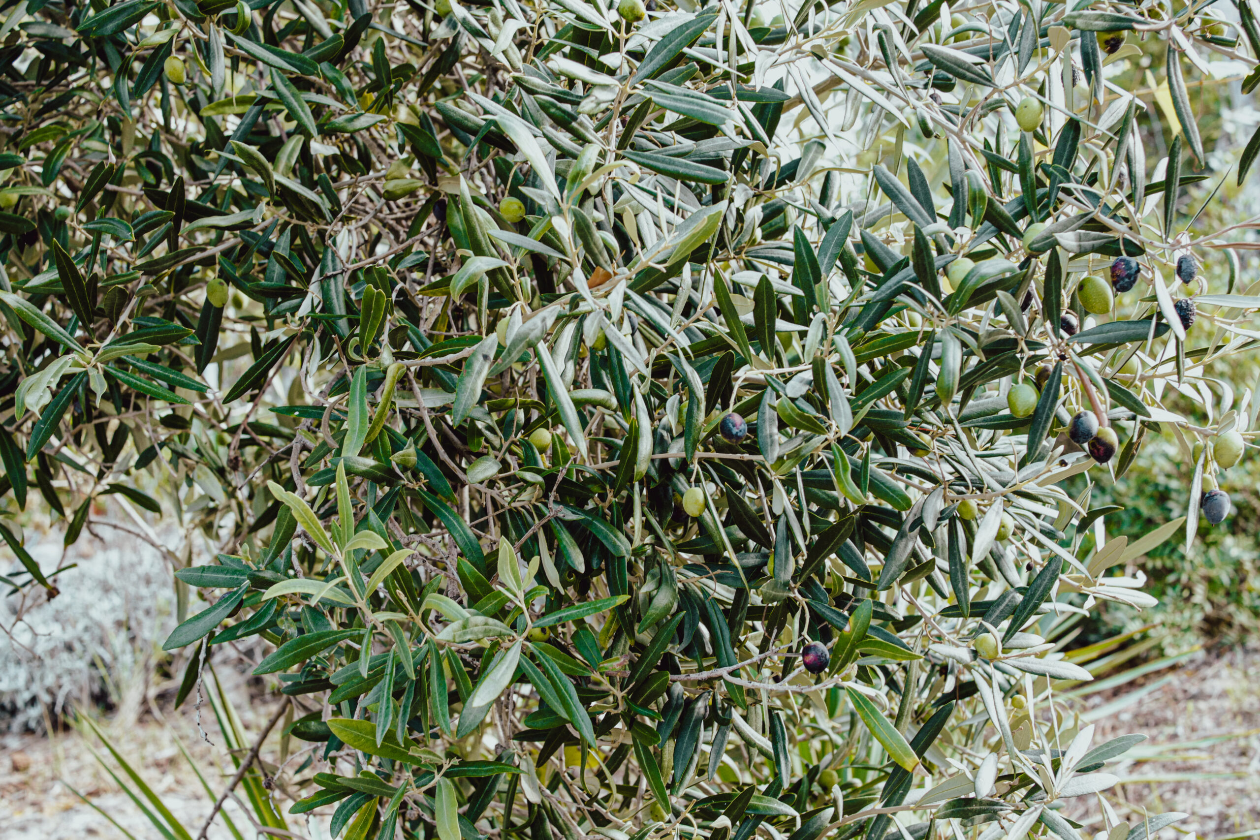 LUXURY PRIVATE CYCLING TOURS MALLORCA | ALTIVELO